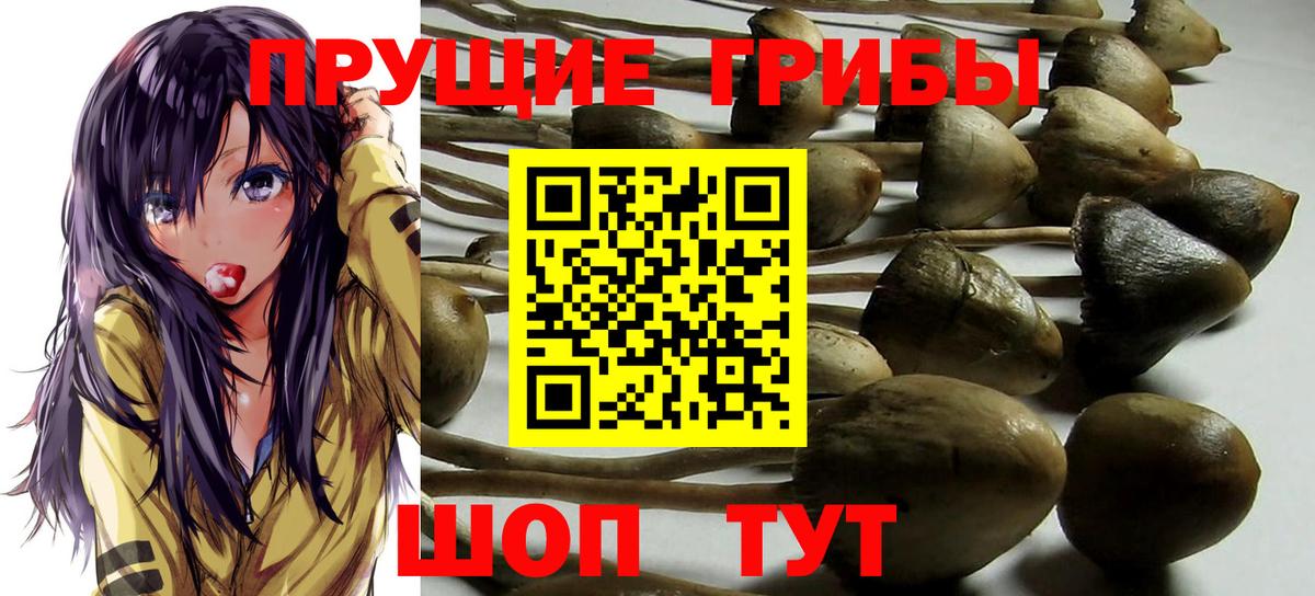 Псилоцибиновые грибы прущие грибы Тавда